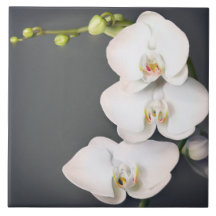 Orchidaceae (orchidées blanches