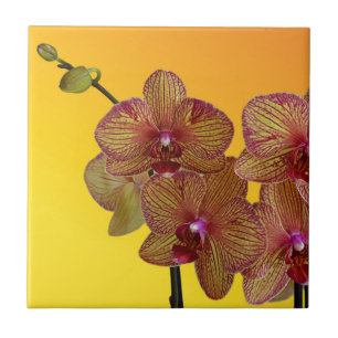 Carreau orchidée