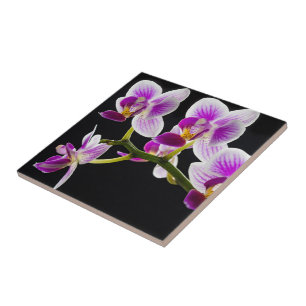 Carreau Orchidée blanche et violette