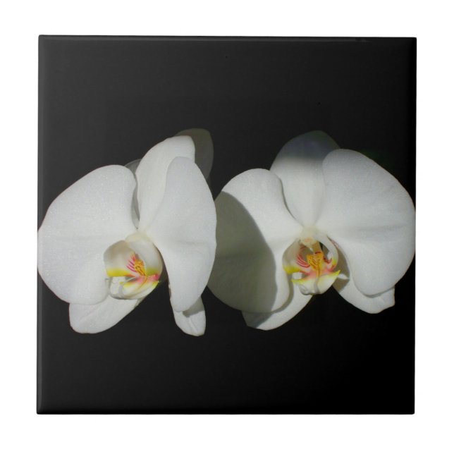 Carreau Orchidée blanche, fleurs blanches tropicales (Devant)