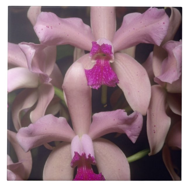 Carreau Orchidée (Cattleya amethystoglossa), est (Devant)
