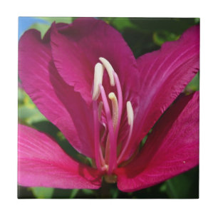 Carreau Orchidée Fleurie tropicale Florale