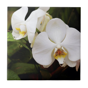 Carreau Orchidée Lune Blanche (Phalaenopsis Aphrodite)