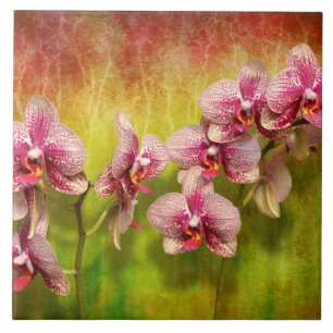 Carreau Orchidée - Phalaenopsis - simplement un plaisir