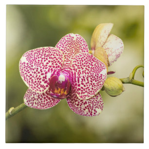 Carreau Orchidée tachetée rose