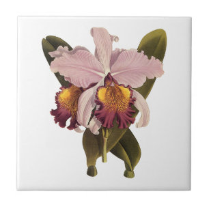 Carreau Orchidée vintage violette Cattleya, Fleurs tropica