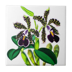 Carreau Orchidées