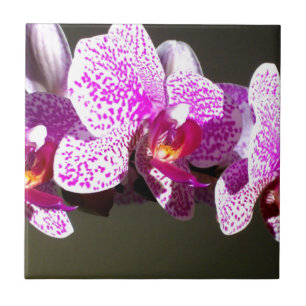 Carreau Orchidées rose romantique rose tropicale photo