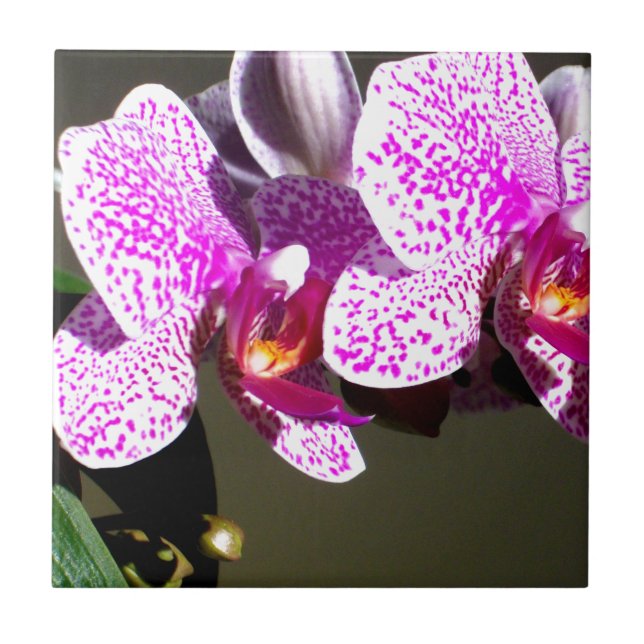 Carreau Orchidées roses 1 (Devant)