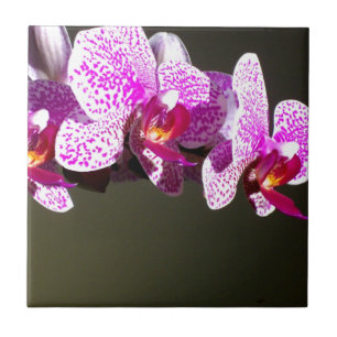 Carreau Orchidées roses fleurs tropicales roses