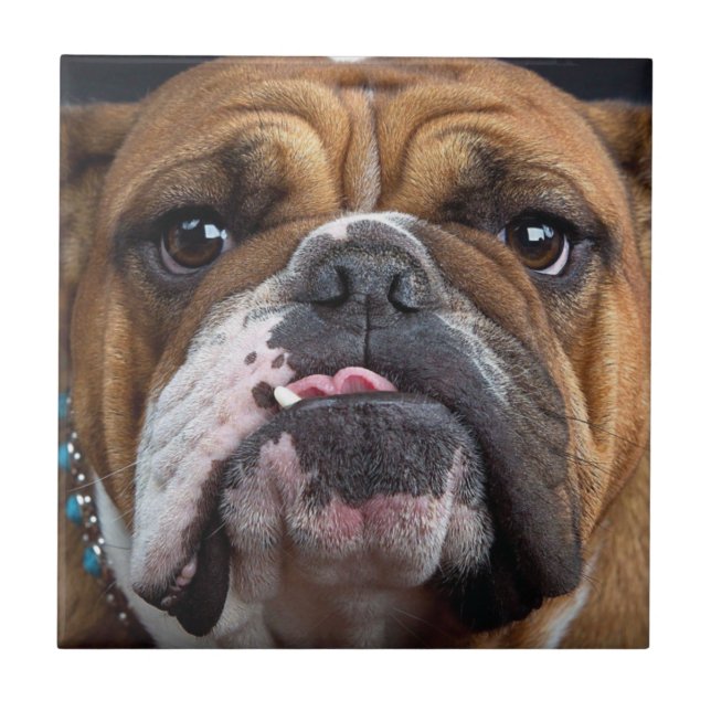 Carreau Oreillers à lancer de Bulldog anglais (Devant)