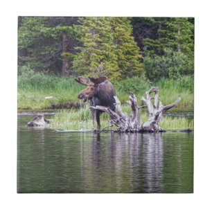Carreau Orignaux lâches