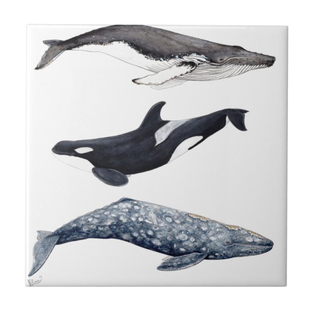Carreau Orque, baleine bossue et baleine gris (Devant)