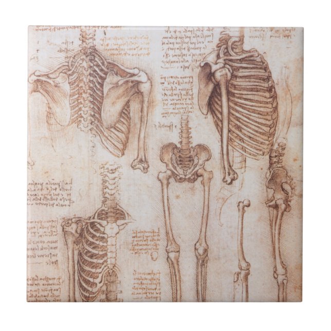 Carreau Os de squelette de Léonard de Vinci, anatomie huma (Devant)