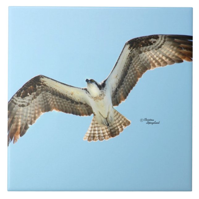 Carreau Osprey faucon volant Carrelage (Devant)