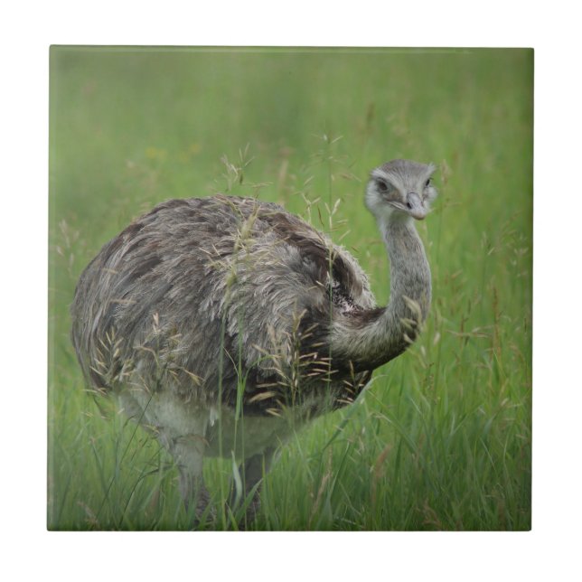 Carreau Ostriches d'autruche Oiseau faune sauvage Photos  (Devant)