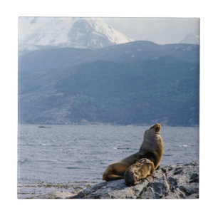 Carreau Otaries dans le canal beagle - Argentine