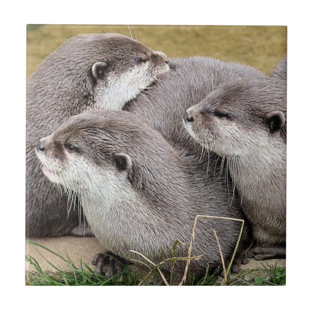 CARREAU OTTERS COUPÉS (Devant)