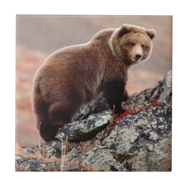 Carreau Ours Brown de Denali (Devant)