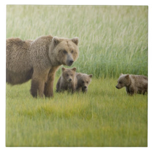 Carreau Ours Brown de l'Alaska et trois Cubs, Ursus
