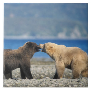 Carreau ours Brown, grizzli, jouer sur la plage,