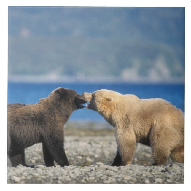 Carreau ours Brown, grizzli, jouer sur la plage, (Devant)