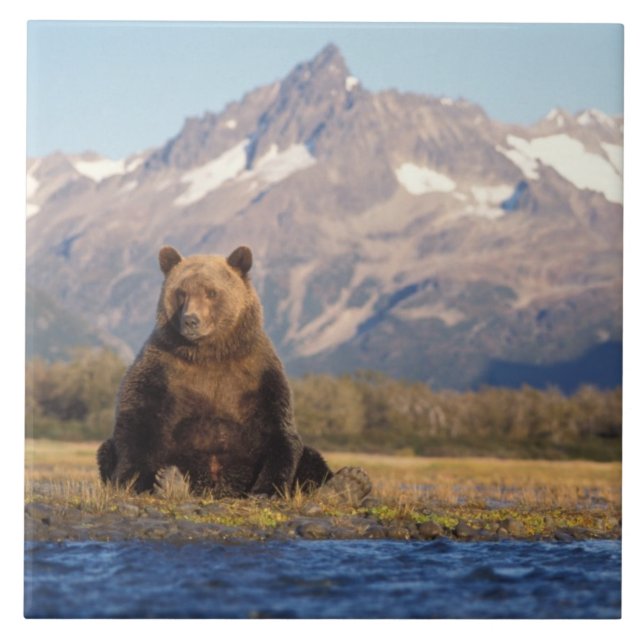 Carreau ours brun, Ursus arctos, grizzli, Ursus (Devant)