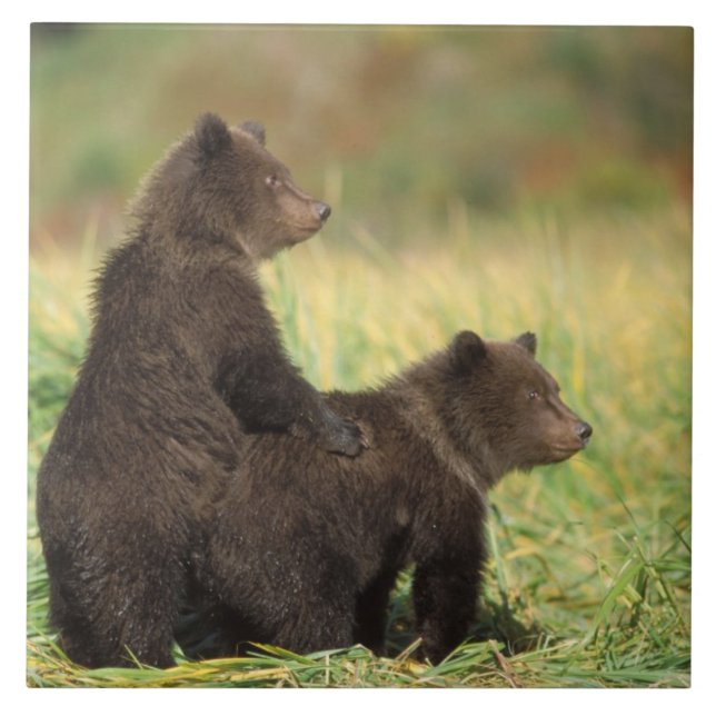 Carreau ours brun, Ursus arctos, grizzli, Ursus 2 (Devant)