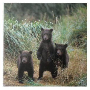 Carreau ours brun, Ursus arctos, grizzli, Ursus 7