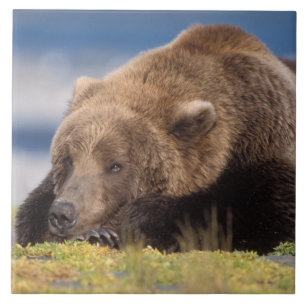 Carreau ours brun, Ursus arctos, grizzli, Ursus 8