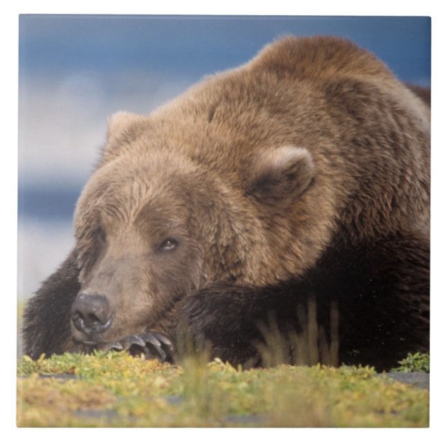 Carreau ours brun, Ursus arctos, grizzli, Ursus 8 (Devant)