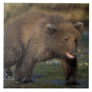 Carreau ours brun, Ursus arctos, grizzly, Ursus 6