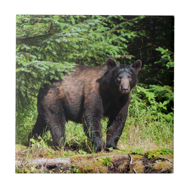 Carreau Ours noir Alpha (Devant)