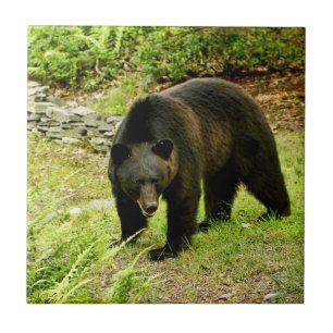 Carreau Ours noir de la Pennsylvanie
