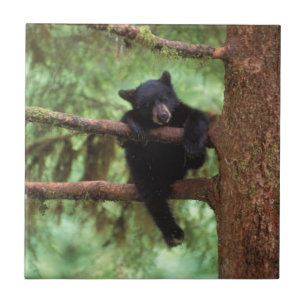 Carreau ours noir, Ursus americanus, ourson dans un arbre