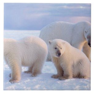 Carreau Ours polaire femelle avec des oursons sur la glace