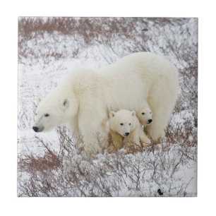 Carreau Ours polaire femelle et deux petits