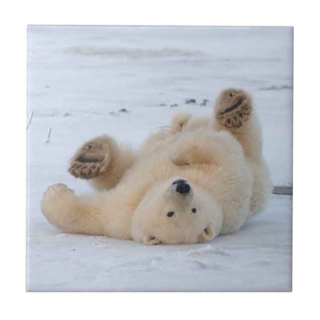 Carreau ours polaire, Ursus maritimus, petit roulement 3 (Devant)