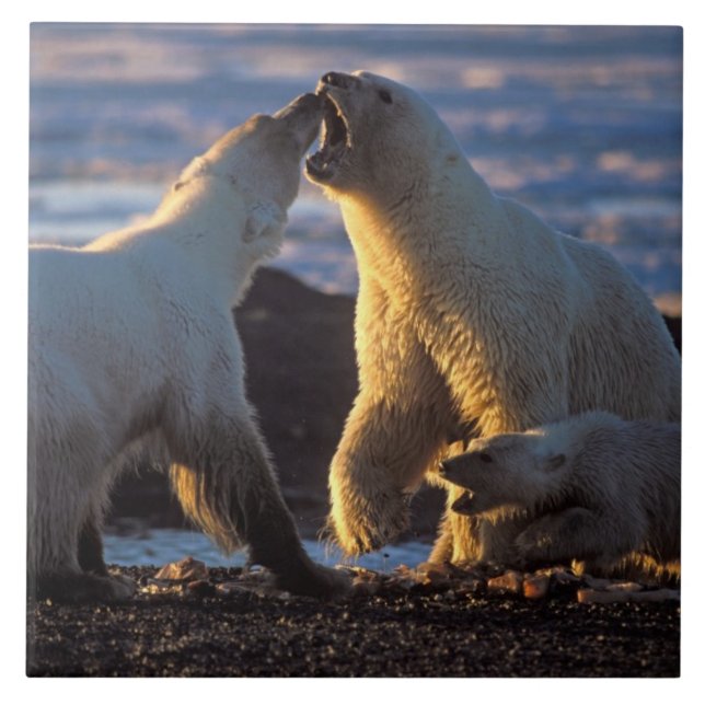 Carreau Ours polaires femelles avec ourson sur le côté, 10 (Devant)