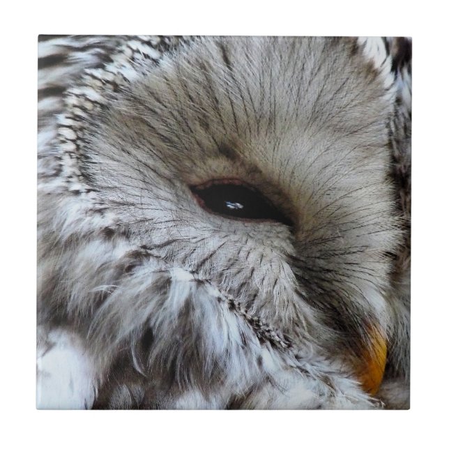 CARREAU OWLS (Devant)