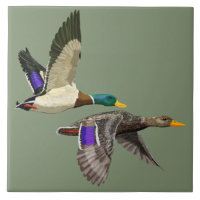 Paire de canard de Mallard en vol