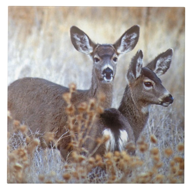 Carreau Paire de cerfs de Mule sauvage | Californie (Devant)