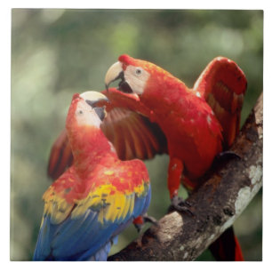 Carreau Paire de Scarlet Macaws