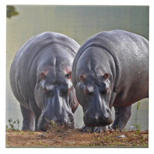 Carreau Paire d'hippopotames
