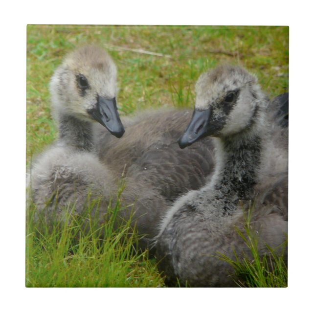 Carreau Paires de tuile canadienne d'oisons d'oies de bébé (Devant)