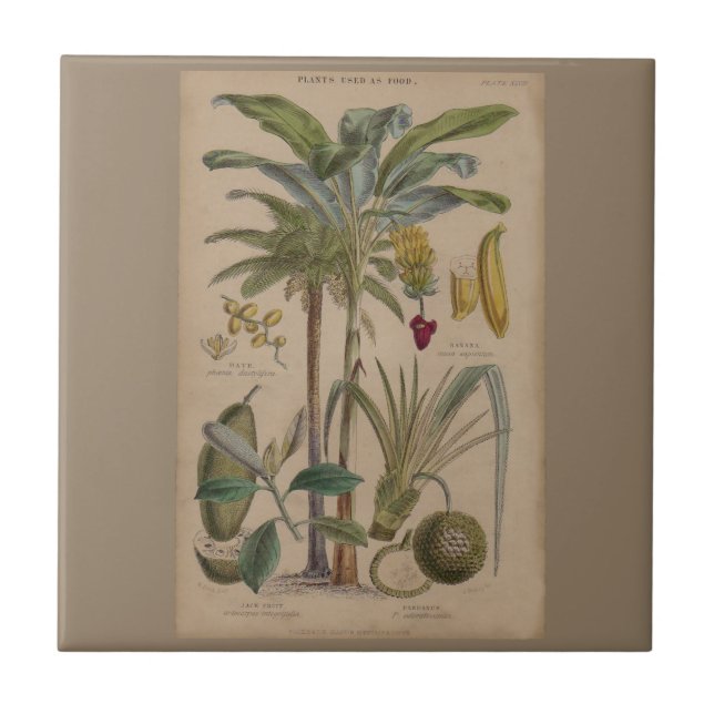 Carreau Palm Antique Fruit Tropical Art Botanique (Devant)