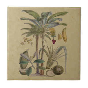Carreau Palm Antique Fruit Tropical Art Botanique