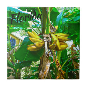 Carreau Palmier tropical St Augustine la Floride de banane