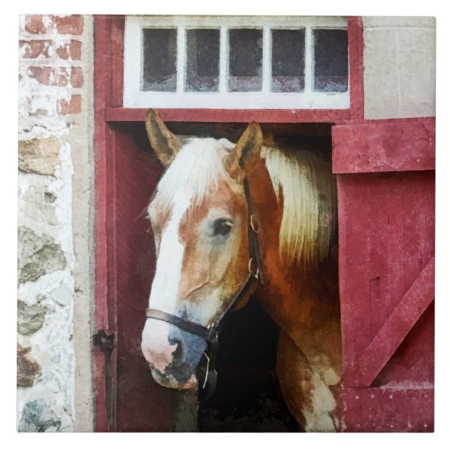 Carreau Palomino par la porte de la grange (Devant)