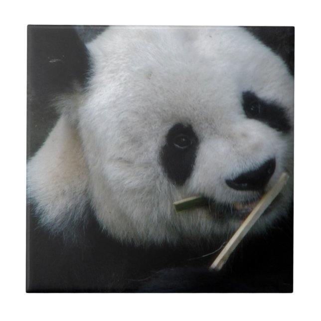 Carreau Panda (Devant)